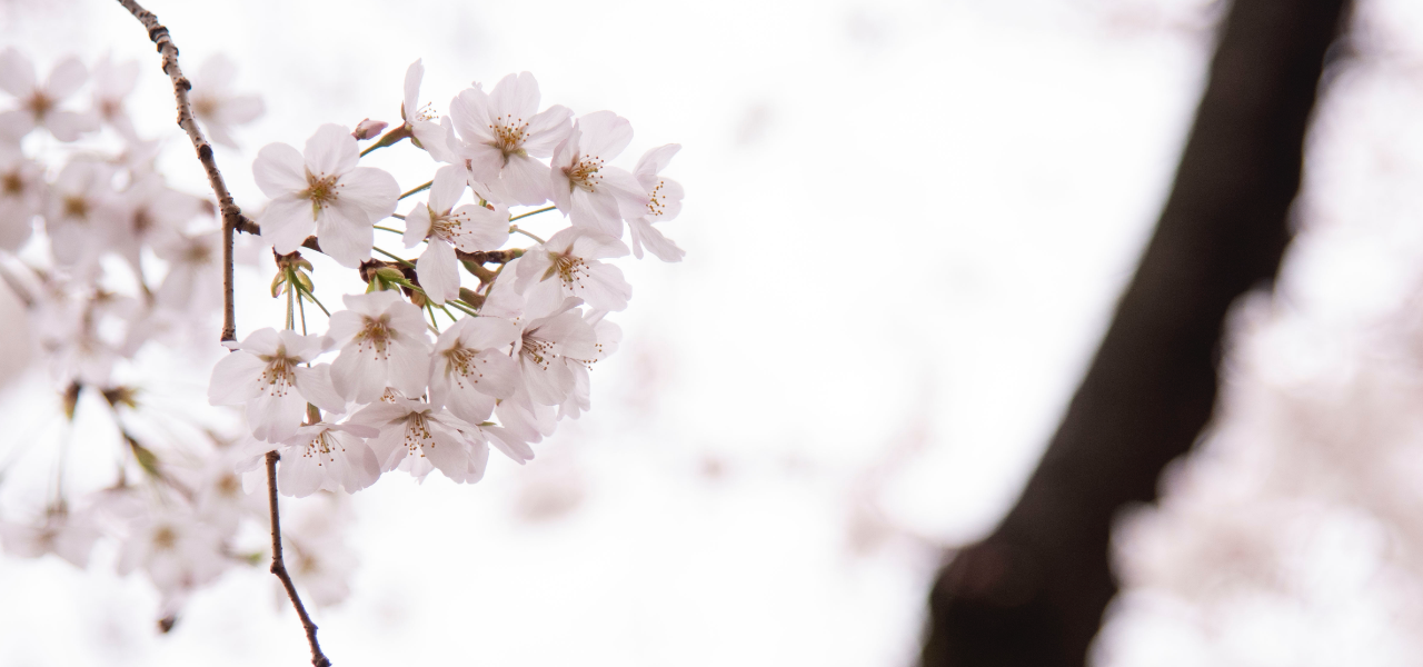 ソメイヨシノ発祥の地　西福寺の桜