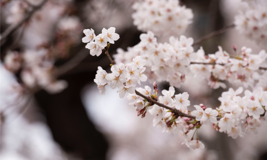 ソメイヨシノ発祥の地　西福寺